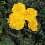 Begonia Tuberhybrida Nonstop "Yellow" - во саксија Ø13